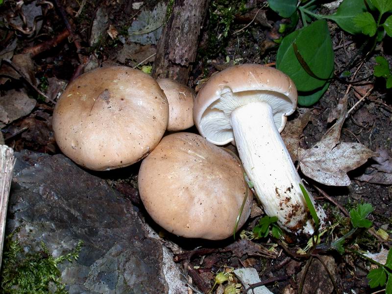 Breve escursione sul Monte Amiata